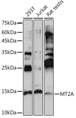 Invitrogen MT2A Polyclonal Antibody 100 &mu;L; Unconjugated:Antibodies,