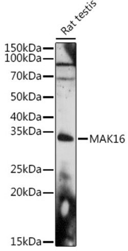 Invitrogen MAK16 Polyclonal Antibody 100 &mu;L | Buy Online | Invitrogen&trade; | Fisher Scientific