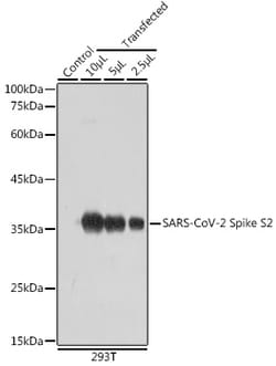 Invitrogen SARS-CoV-2 Spike Protein S2 Polyclonal Antibody 100 &mu;L | Buy Online | Invitrogen&trade; | Fisher Scientific