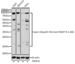 Invitrogen Ubiquitin Remnant Motif (K-Epsilon-GG) Polyclonal Antibody 100