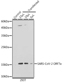 Invitrogen SARS-CoV-2 ORF7a Polyclonal Antibody 100 &mu;L; Unconjugated:Antibodies,