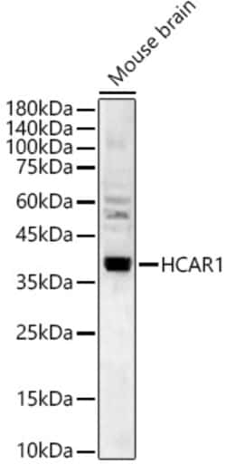 Invitrogen GPR81 Polyclonal Antibody 100 &mu;L; Unconjugated:Antibodies,