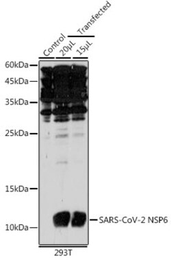 Invitrogen SARS-CoV-2 NSP6 Polyclonal Antibody 100 &mu;L; Unconjugated:Antibodies,