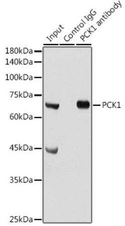 Invitrogen PCK1 Polyclonal Antibody 100 &mu;L; Unconjugated:Antibodies,
