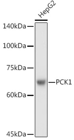 Invitrogen PCK1 Polyclonal Antibody 100 &mu;L; Unconjugated:Antibodies,