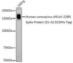 Invitrogen HCoV-229E Spike S1 Polyclonal Antibody 100 &mu;L; Unconjugated:Antibodies,