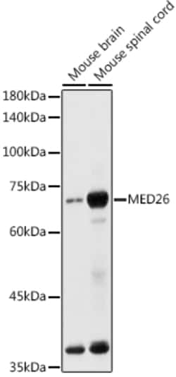 Invitrogen MED26 Polyclonal Antibody 100 &mu;L; Unconjugated:Antibodies,