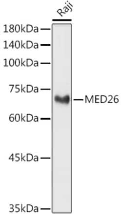 Invitrogen MED26 Polyclonal Antibody 100 &mu;L; Unconjugated:Antibodies,