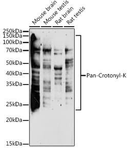 Invitrogen Crotonylated Lysine Polyclonal Antibody 100 &mu;L; Unconjugated:Antibodies,