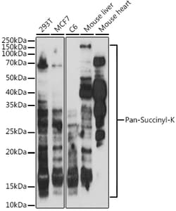 Invitrogen Succinylated Lysine Polyclonal Antibody 100 &mu;L; Unconjugated:Antibodies,