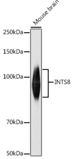 Invitrogen INTS8 Polyclonal Antibody 100 &mu;L; Unconjugated:Antibodies,