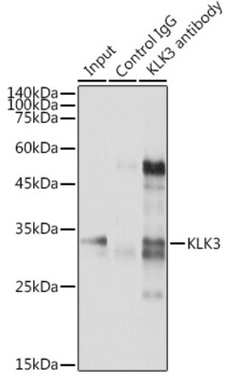 Invitrogen PSA Polyclonal Antibody 100 &mu;L; Unconjugated:Antibodies,
