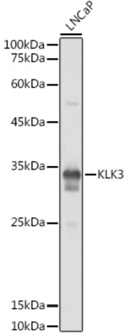 Invitrogen PSA Polyclonal Antibody 100 &mu;L; Unconjugated:Antibodies,