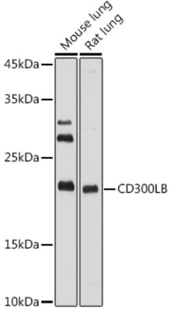 Invitrogen CD300b Polyclonal Antibody 100 &mu;L; Unconjugated:Antibodies,