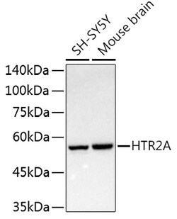 Invitrogen HTR2A Polyclonal Antibody 100 &mu;L; Unconjugated:Antibodies,