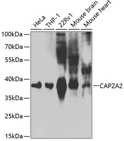 Invitrogen CAPZA2 Polyclonal Antibody 100 μL; Unconjugated:Antibodies,
