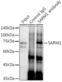 Invitrogen SARM Polyclonal Antibody 100 &mu;L; Unconjugated:Antibodies,