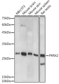 Invitrogen PRRX2 Polyclonal Antibody 100 &mu;L; Unconjugated:Antibodies,