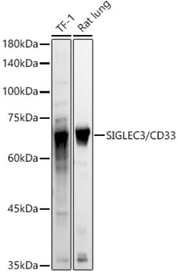 Invitrogen CD33 Polyclonal Antibody 100 &mu;L; Unconjugated:Antibodies,