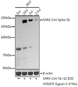 Invitrogen SARS-CoV Spike Protein S1 Polyclonal Antibody 100 &mu;L; Unconjugated:Antikörper