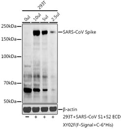 Invitrogen SARS Coronavirus Spike Protein Polyclonal Antibody 100 &mu;L;