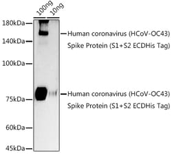 Invitrogen HCoV-OC43 Spike S2 Polyclonal Antibody 100 &mu;L; Unconjugated:Antibodies,