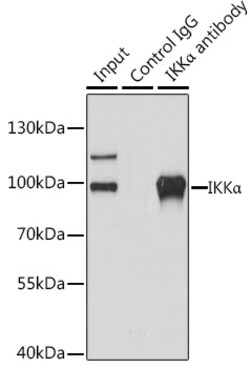 Invitrogen IKK alpha Polyclonal Antibody 100 &mu;L; Unconjugated:Antibodies,
