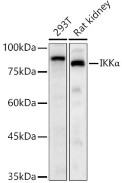 Invitrogen IKK alpha Polyclonal Antibody 100 &mu;L; Unconjugated:Antibodies,