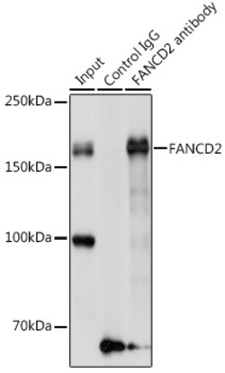 Invitrogen FANCD2 Polyclonal Antibody 100 &mu;L | Buy Online | Invitrogen&trade; | Fisher Scientific