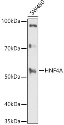 Invitrogen HNF4A Polyclonal Antibody 100 &mu;L; Unconjugated:Antibodies,