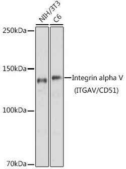 Invitrogen Integrin alpha V (CD51) Polyclonal Antibody 100 &mu;L; Unconjugated:Antibodies,