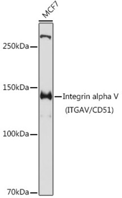 Invitrogen Integrin alpha V (CD51) Polyclonal Antibody 100 &mu;L; Unconjugated:Antibodies,