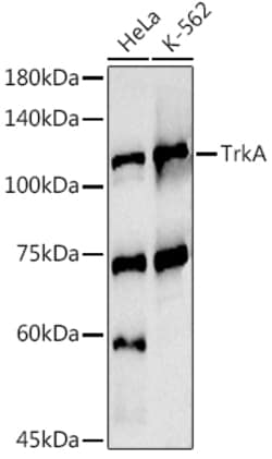 Invitrogen TrkA Polyclonal Antibody 100 &mu;L; Unconjugated:Antibodies,