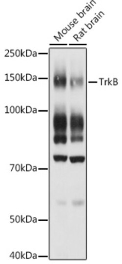Invitrogen TrkB Polyclonal Antibody 100 μL; Unconjugated:Antibodies,