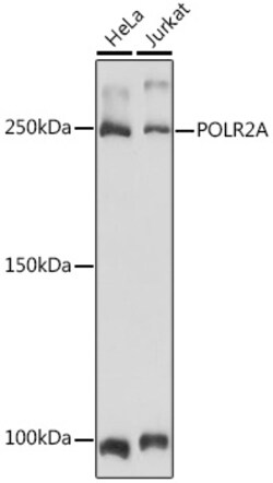 Invitrogen POLR2A Polyclonal Antibody 100 &mu;L; Unconjugated:Antibodies,