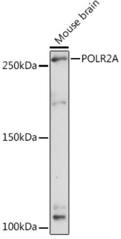 Invitrogen POLR2A Polyclonal Antibody 100 &mu;L; Unconjugated:Antibodies,
