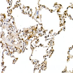 Invitrogen Cullin 1 Polyclonal Antibody 100 &mu;L; Unconjugated:Antibodies,