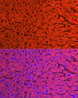 Invitrogen CYP2E1 Polyclonal Antibody 100 μL; Unconjugated:Antibodies,