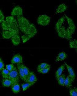 IRF3 Polyclonal Antibody, Invitrogen 100 &mu;L | Buy Online | Invitrogen | Fisher Scientific