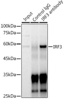 IRF3 Polyclonal Antibody, Invitrogen 100 &mu;L | Buy Online | Invitrogen | Fisher Scientific