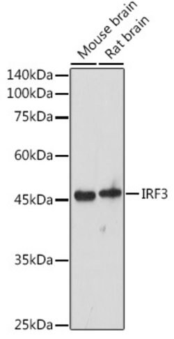 IRF3 Polyclonal Antibody, Invitrogen 100 &mu;L | Buy Online | Invitrogen | Fisher Scientific