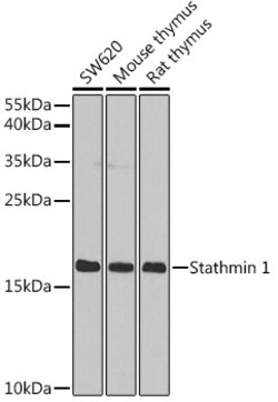 Invitrogen Stathmin 1 Polyclonal Antibody 100 &mu;L; Unconjugated:Antibodies,