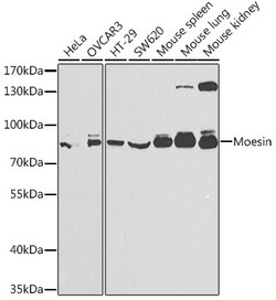 Invitrogen Moesin Polyclonal Antibody 100 &mu;L; Unconjugated:Antibodies,