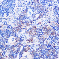 Invitrogen CD24 Polyclonal Antibody 100 μL; Unconjugated:Antibodies,