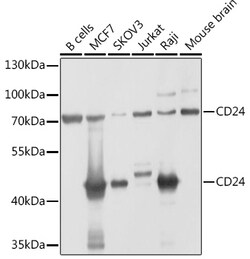 Invitrogen CD24 Polyclonal Antibody 100 μL; Unconjugated:Antibodies,