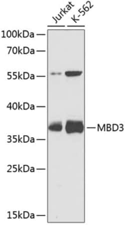 Invitrogen MBD3 Polyclonal Antibody 100 &mu;L; Unconjugated:Antibodies,
