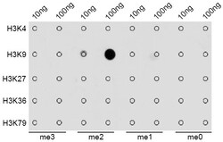 Invitrogen H3K9me2 Polyclonal Antibody 100 &mu;L; Unconjugated:Antibodies,