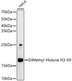 Invitrogen H3K9me2 Polyclonal Antibody 100 &mu;L; Unconjugated:Antibodies,