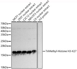 Invitrogen H3K27me3 Polyclonal Antibody 100 &mu;L; Unconjugated:Antibodies,