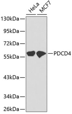 Invitrogen PDCD4 Polyclonal Antibody 100 &mu;L; Unconjugated:Antibodies,